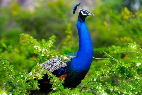 Kaudulla nasjonalpark privat safari fra Dambulla