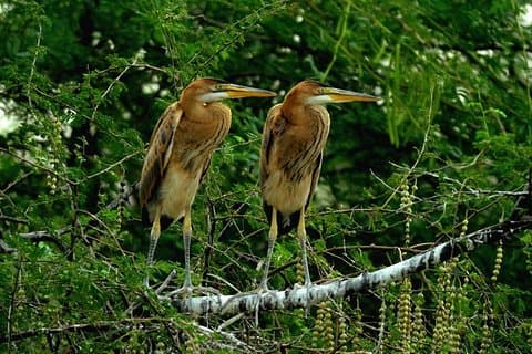 Agra: Private Bharatpur Bird Sanctuary All-Inclusive Besuche