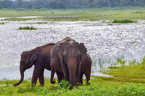 Private Safari im Lunugamvehera-Nationalpark