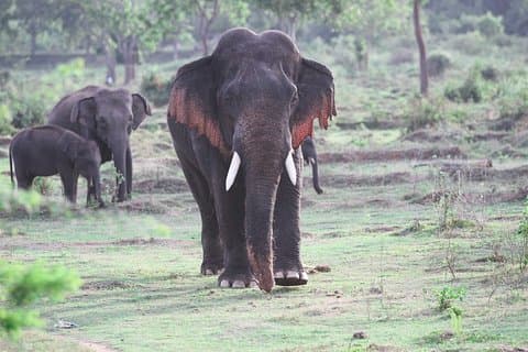 Kalawewa nasjonalpark privat safari