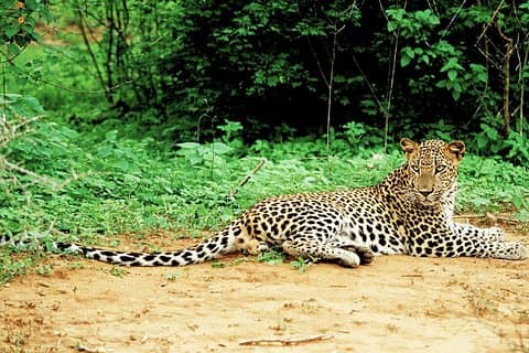 Lunugamvehera National Park Private with Naturalist (12 hrs)