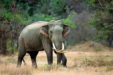 Kalawewa National Park Shared Safari
