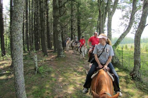 Promenade à cheval guidée à travers les azalées de flammes et la forêt de fougères