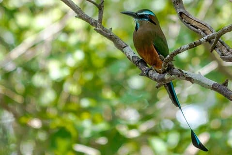 Vogelbeobachtung in Sian Ka ́an Muyil