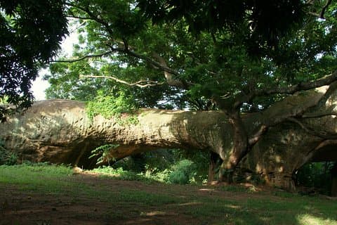 The best of Kumasi walking tour