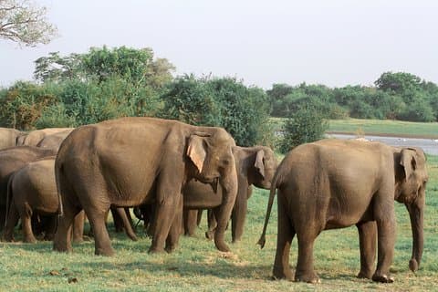 Maduru Oya National Park Private Safari