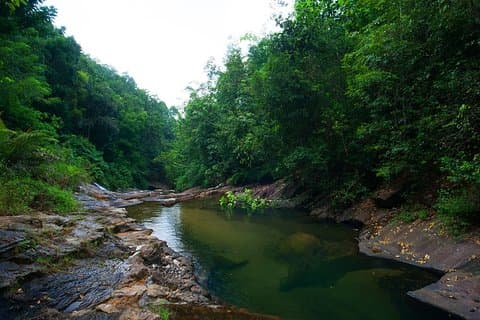 Vogelbeobachtung Forest Trek in Kitulgala von Colombo