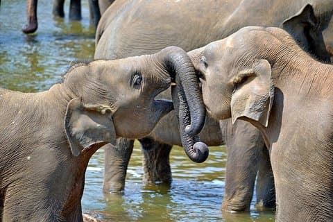 Visita familiar orientada a los niños en Sri Lanka y vacaciones en la playa - en minivan - 2 semanas