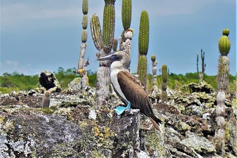 7-daagse Galapagos Magische Expeditie