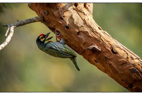 Safari di birdwatching nel Parco Nazionale Udawalawe da Colombo