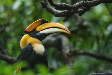 Caminata de observación de aves en el santuario de Anawilundawa desde Colombo