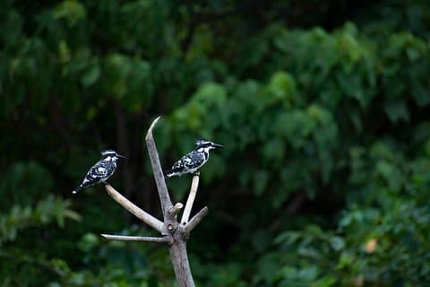 Balade ornithologique à Diyasaru Uyana à Colombo