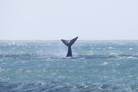 Whale Watching – Whale watching from land