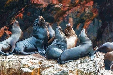 Ballestas Islands Tour og Paracas Reserve fra Lima (Private)