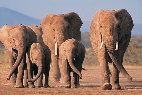 2-dagers safari Isimangaliso våtmarkspark og Hluhluwe Imfolozi fra Durban