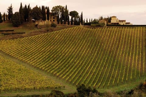 Montalcino og Pienza Toscana Wine & Cheese Heldag fra Firenze