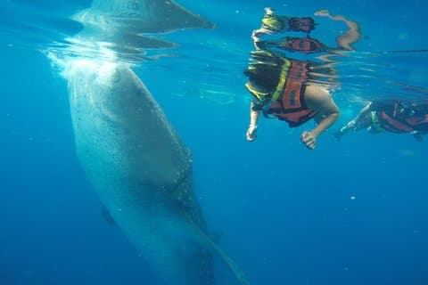 Private walvishaaientour vanuit Playa del Carmen