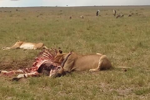2 Tage Safari zur Masai Mara NR - Mittelklasse.
