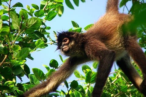 Visite privée de la tyrolienne du sanctuaire des singes de Punta Laguna
