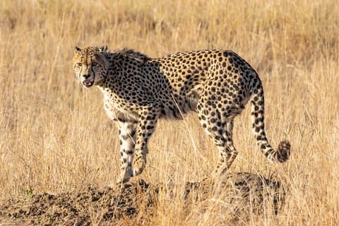 Privat tur: Afrikas Big 5 Aquila Safari & Wine