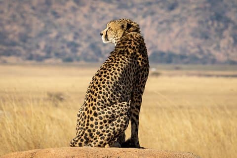 Privat rundtur: Big 5 Inverdoorn Private Game Reserve & vinprovning