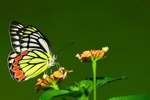 Dragonfly og sommerfugl-tur (9 dager)