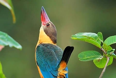 Vogels kijken en wandelen in Anawilundawa Sanctuary vanaf Mount Lavinia