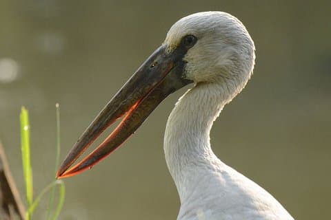 Birdwatching at Diyasaru Uyana from Mount Lavinia
