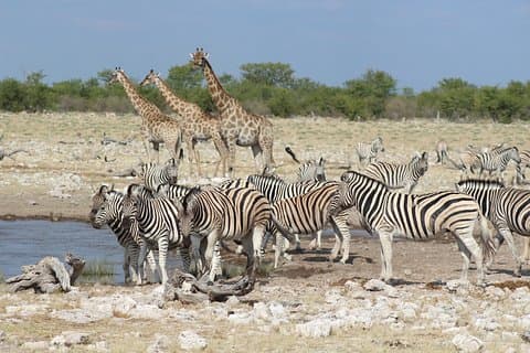 3 dagars Etosha privat guidad safari