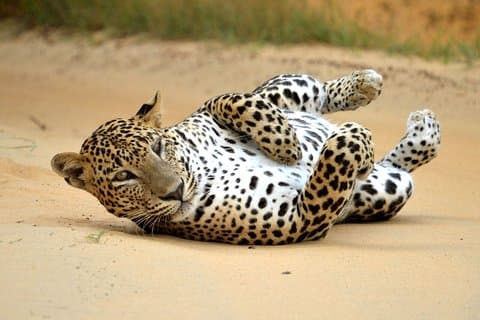Wildlife safari i Yala National Park