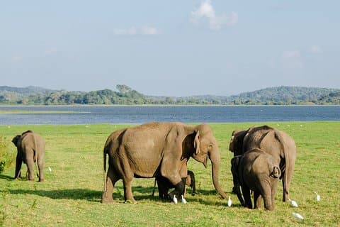 Safari de vida silvestre en el Parque Nacional Minneriya