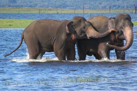 Safari da vida selvagem no Parque Nacional Kaudulla