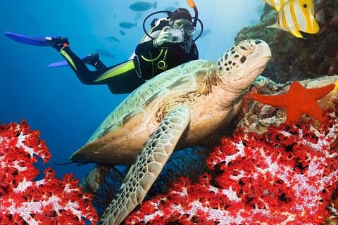 Ontdek duiken in Bentota