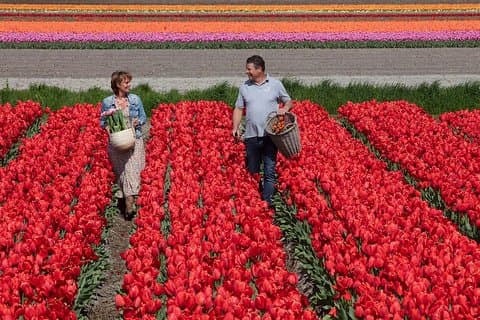 Taking Pictures in the Tulip Field at De Tulperij