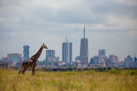 Privé safaritocht van een halve dag met gids naar het nationale park van Nairobi