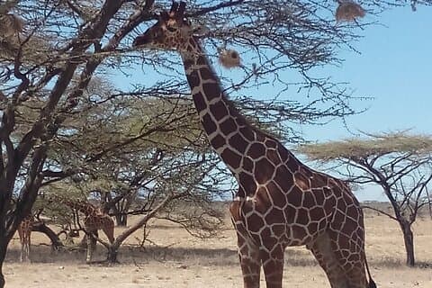 Safari de 3 dias para Samburu N/R e Ol Pejeta Conservancy.- Luxo.