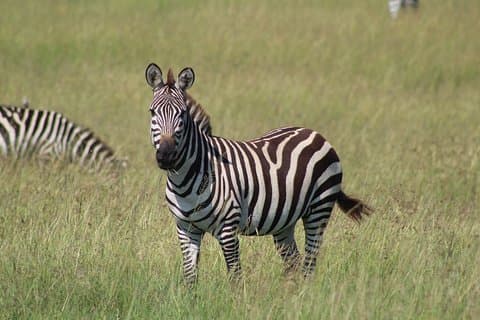 3 dages safaritur i Lake Manyara og Ngorngoro