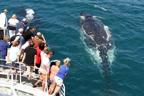 Whale Watching Tour with Spirit of Gold Coast