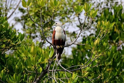 Paseo de observación de aves en el santuario de Anawilundawa desde Kalpitiya
