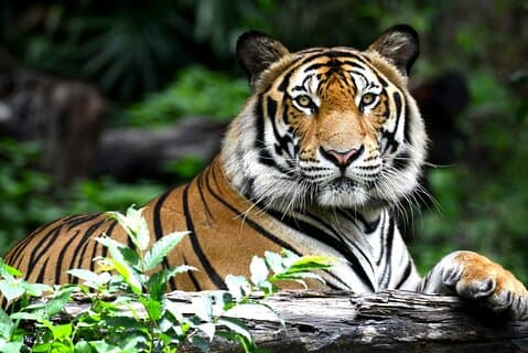Golden Triangle Tour med Ranthambore med AC-bil från Delhi