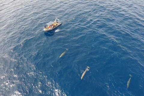2-timers delfin- og hvalsafari + snorkling