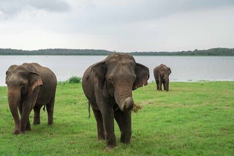 Kaudulla nasjonalpark privat safari fra Polonnaruwa