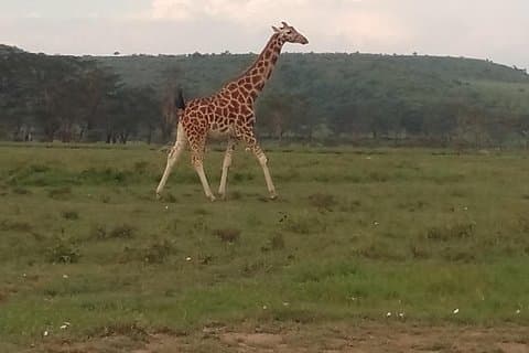 4 dages safari til Lake Bogoria NR Lake Nakuru NP Naivasha, Hells gate NP-Midrange