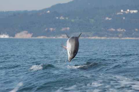 Bliv en delfinbeskytter! Lissabon Eco-dolphin watching