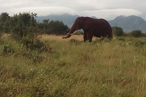 Safari de 4 jours à Tsavo East N / P, Tsavo West N / P, Taita Hills Wildlife Sanctuary.