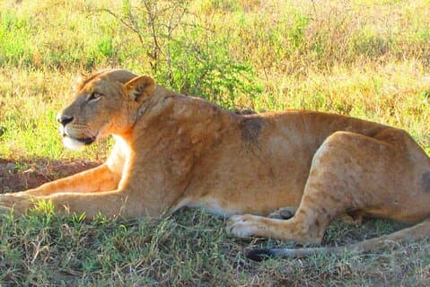 Safari di 4 giorni a Tsavo est N / P, Tsavo ovest N / P, Amboseli N / P