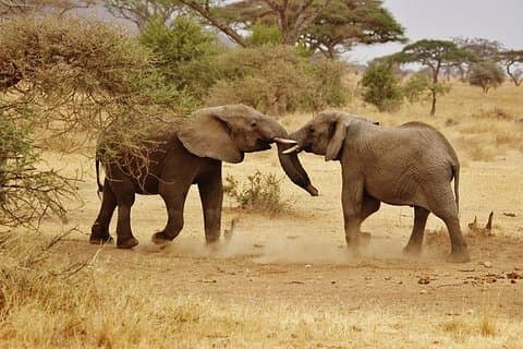 1 4 DAGER Uforglemmelig safari til Nord-Tanzania.