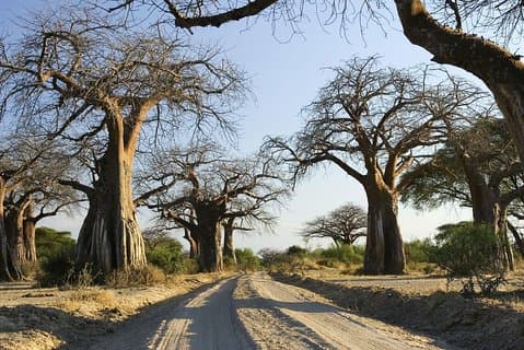 5 dagars fantastisk tur till Tanzanias södra krets
