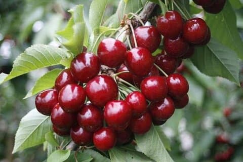 Fruits picking tour from Melbourne