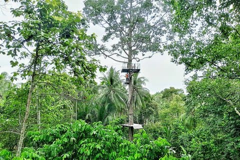 Samui Zipline Explore and Connect with Nature